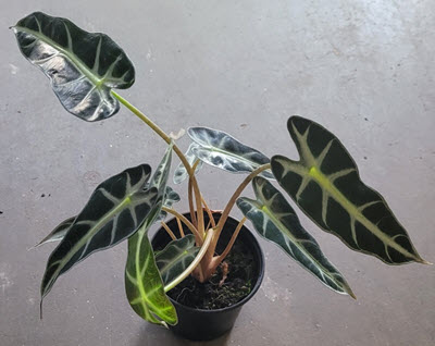 Bambino Alocasia